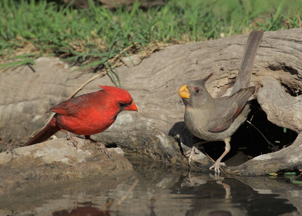 Northern Cardinal, male, and Pyrrhuloxia, female