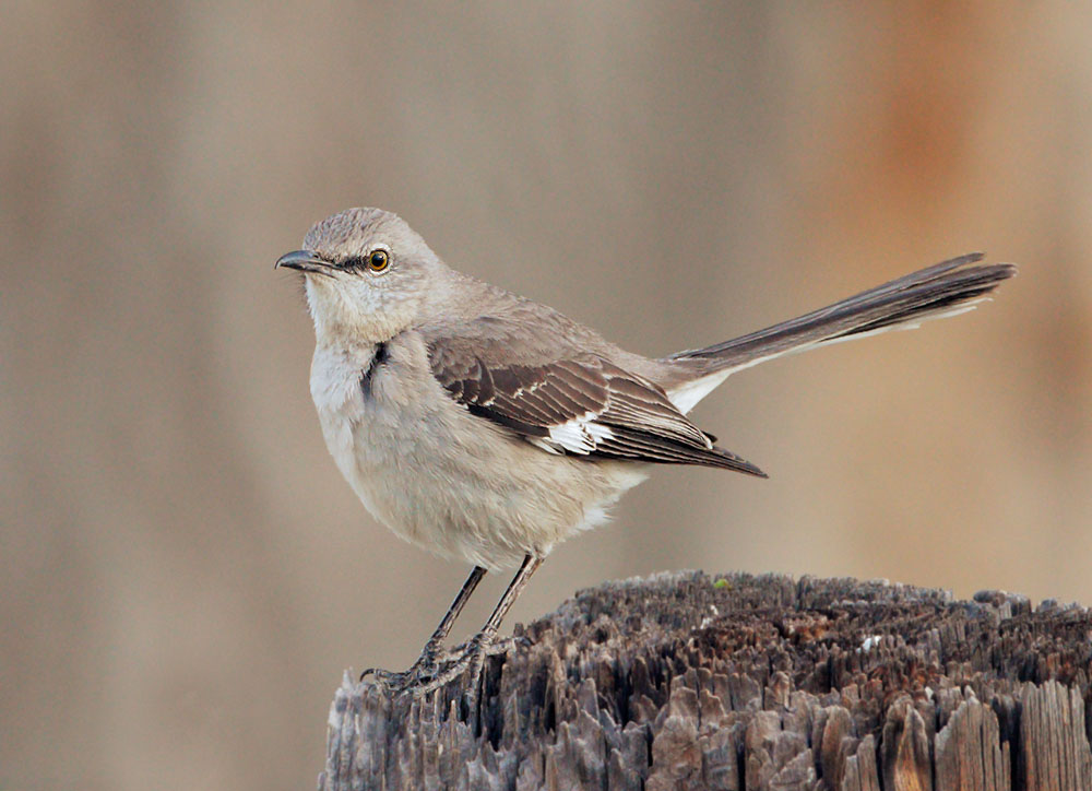 Northern Mockingbird