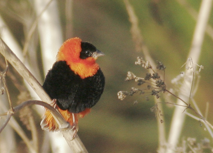 Orange Bishop, male, 10/13/06, Stevens Creek north of 101