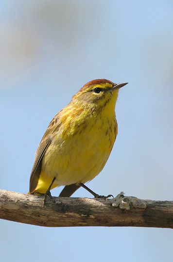 Palm Warbler, male, 5/10/05, Beech Forest, Provincetown, MA