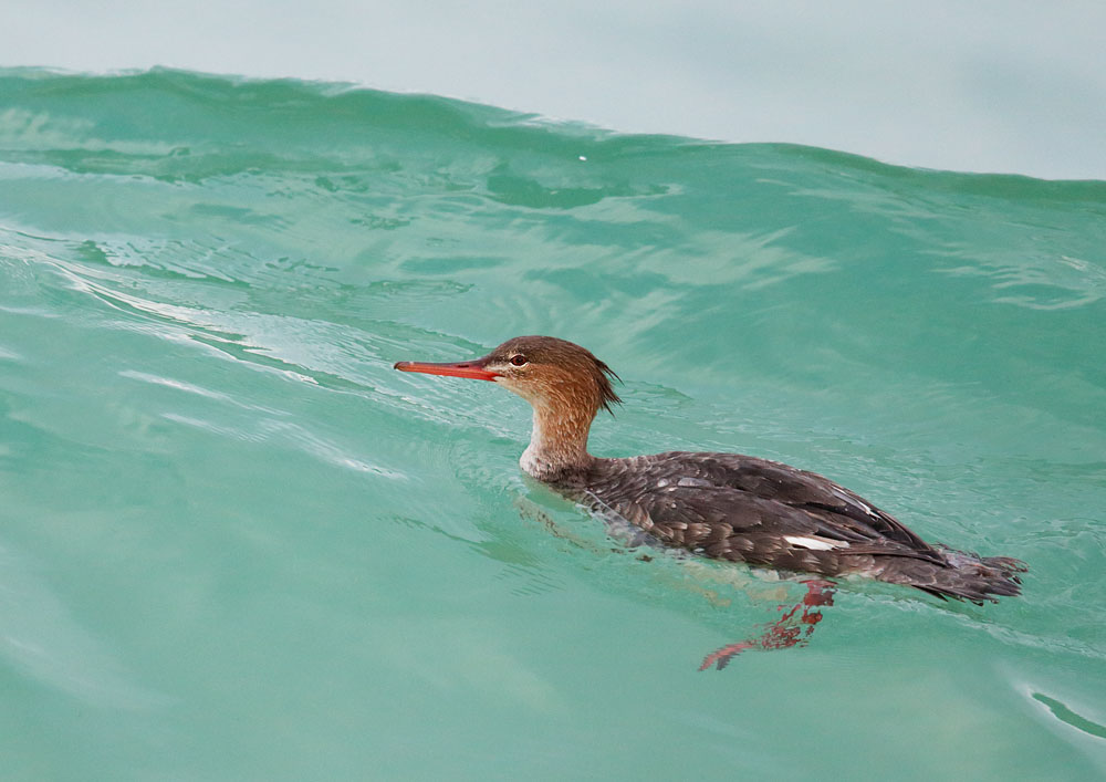 Red-breasted Merganser