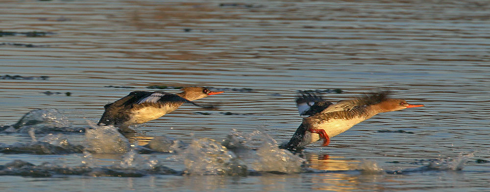 Red-breasted Mergansers