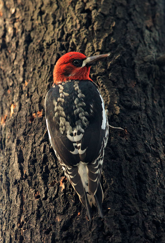Red-breasted Sapsucker