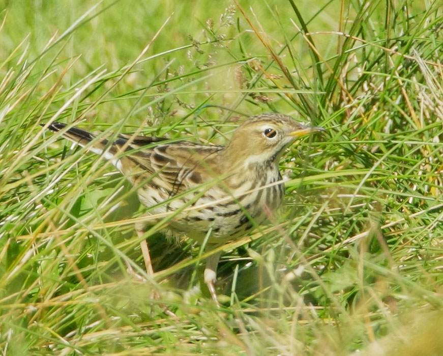 Red-throated Pipit