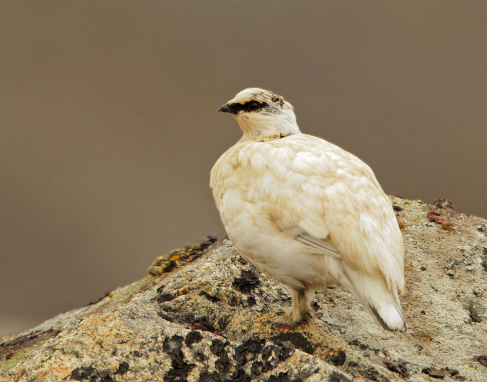 Rock Ptarmigan