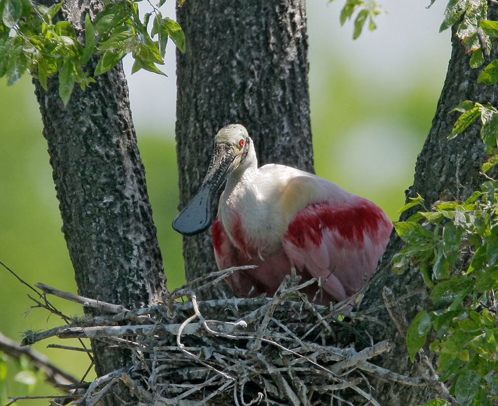 Roseate Spoonbill