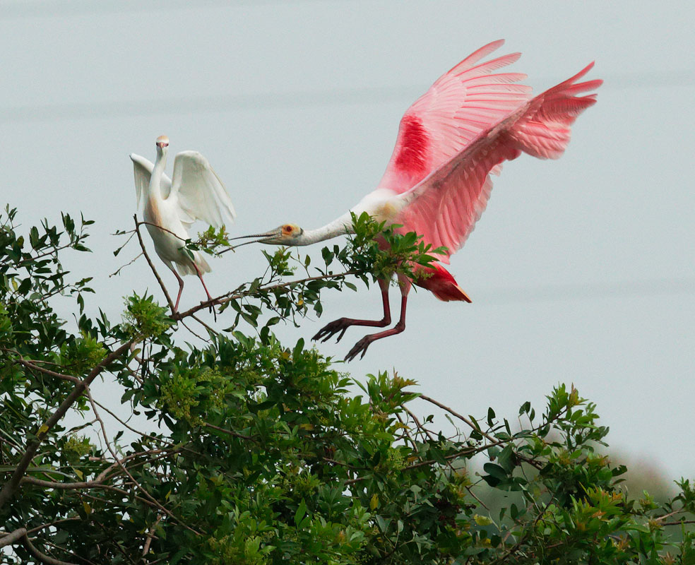 Roseate Spoonbill and Cattle Egret