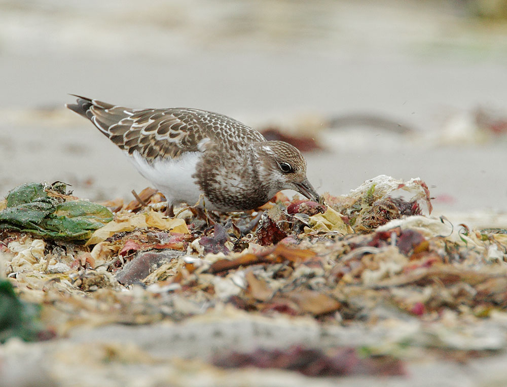 Ruddy Turnstone