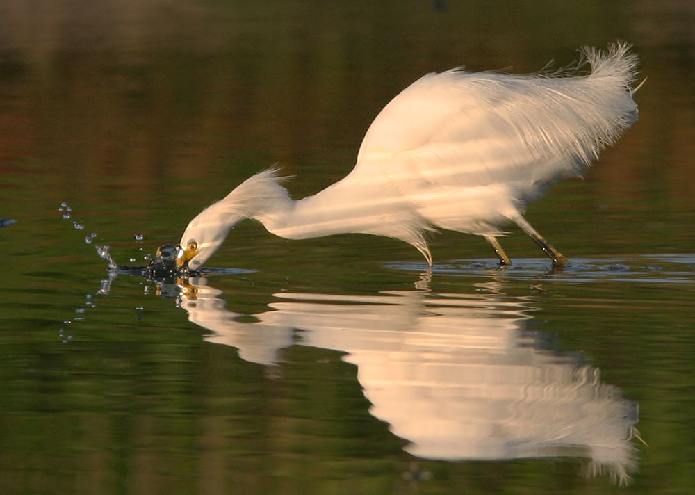 Snowy Egret, 12/19/04, Shollenberger Park, Petaluma, Sonoma Co