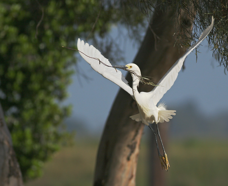 Snowy Egret, carrying nesting material, 5/9/06, Palo Alto Baylands