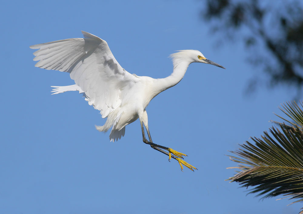 Snowy Egret, 7/17/06, Palo Alto Baylands