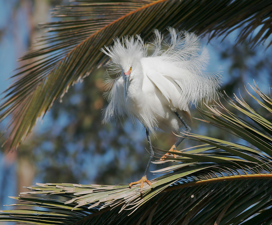 Snowy Egret, 4/8/07, Palo Alto Baylands