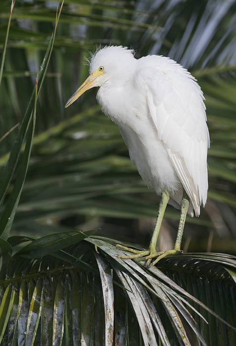 Snowy Egret, juvenile, 7/13/06, Palo Alto Baylands