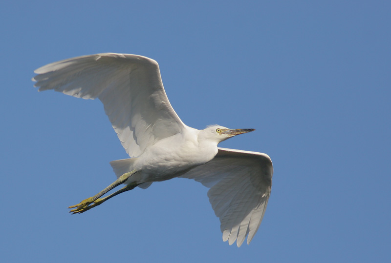 Snowy Egret, juvenile flying, 7/17/06, Palo Alto Baylands