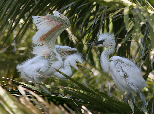 Snowy Egret chicks, 6/12/04, Palo Alto Baylands