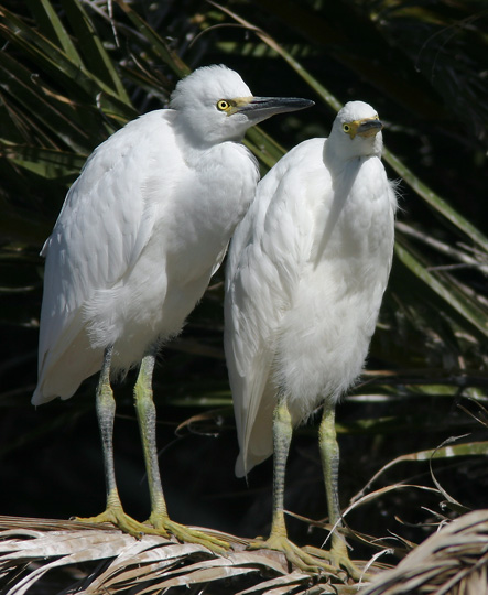 Snowy Egret chicks, 6/12/04, Palo Alto Baylands
