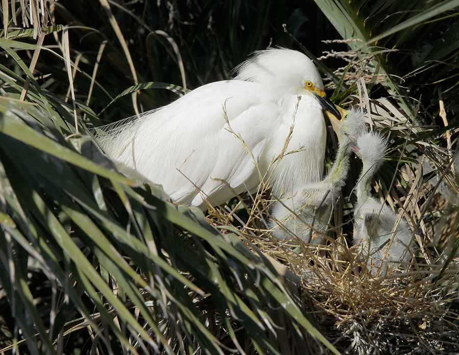 Snowy Egrets, adult feeding chicks, 6/7/07, Palo Alto Baylands