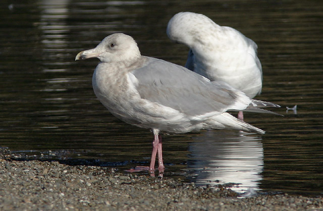 Thayer's Gull, third winter, 11/20/04, Gualala River mouth, Sonoma Co