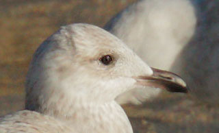 Thayer's Gull, first winter, head profile, 2/3/09, Princeton Harbor, San MateoCo