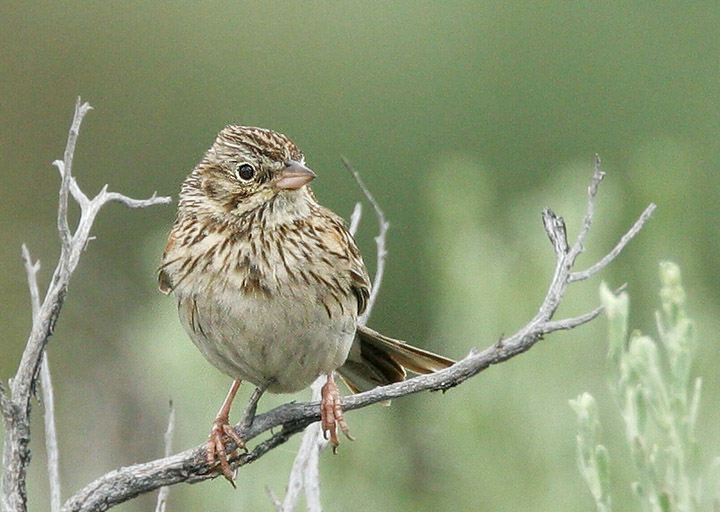 Vesper Sparrow, 6/18/05, Sierra Valley, Sierra Co