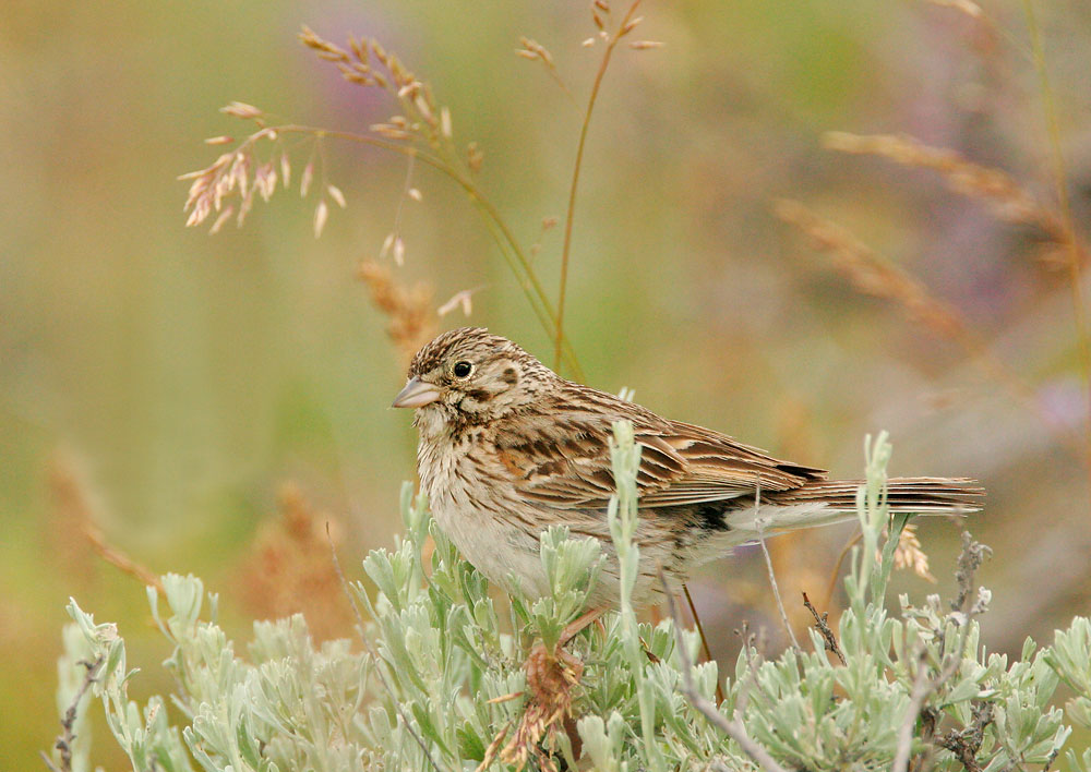 Vesper Sparrow, 6/18/05, Sierra Valley, Sierra Co