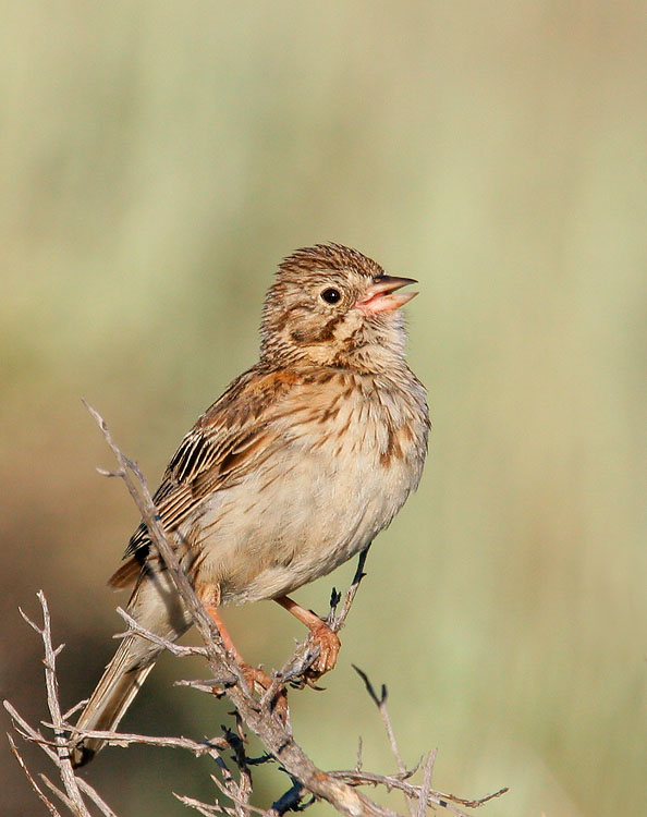 Vesper Sparrow, singing male, 6/24/06, Calpine at Westside Rds, Sierra Valley, Sierra Co