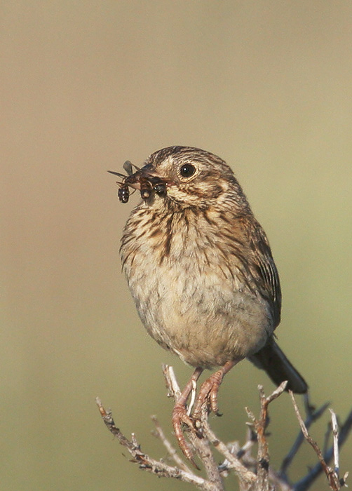 Vesper Sparrow, carrying food, 6/24/06, Calpine at Westside Rds, Sierra Valley, Sierra Co