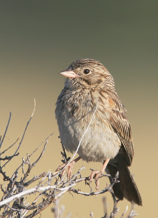Vesper Sparrow, 6/24/06, Calpine and Westside Rds, Sierra Valley, Sierra Co