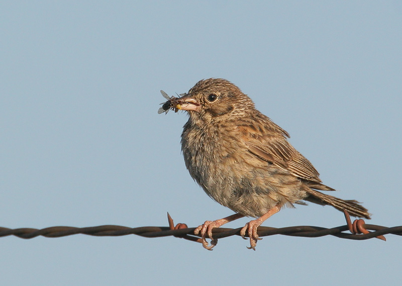 Vesper Sparrow, juvenile?, 6/24/06, Calpine at Westside Rds, Sierra Valley, Sierra Co