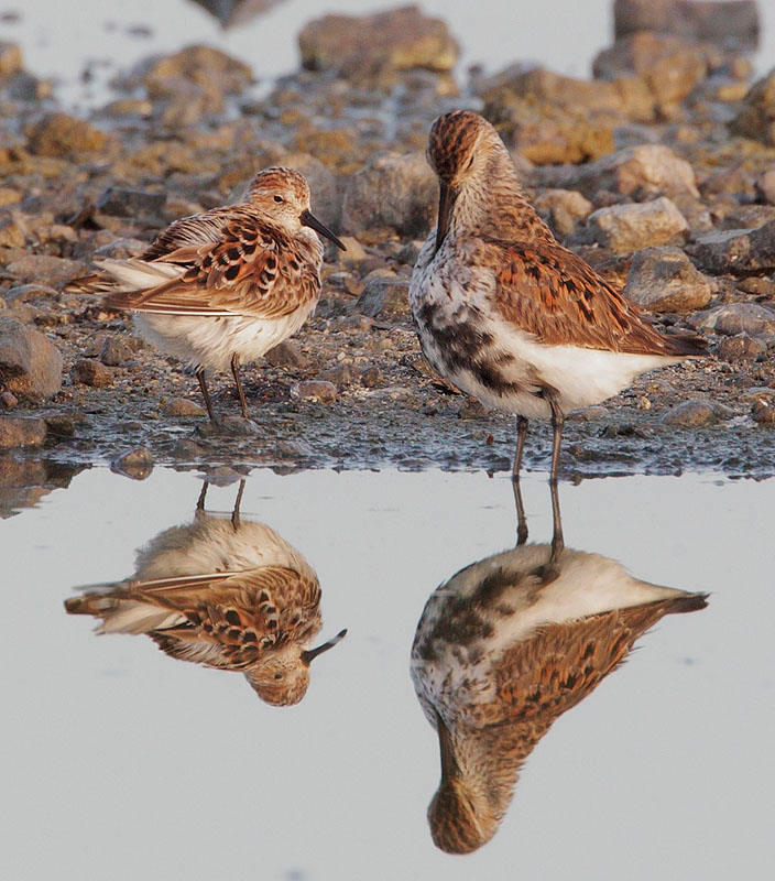 Western Sandpiper and Dunlin