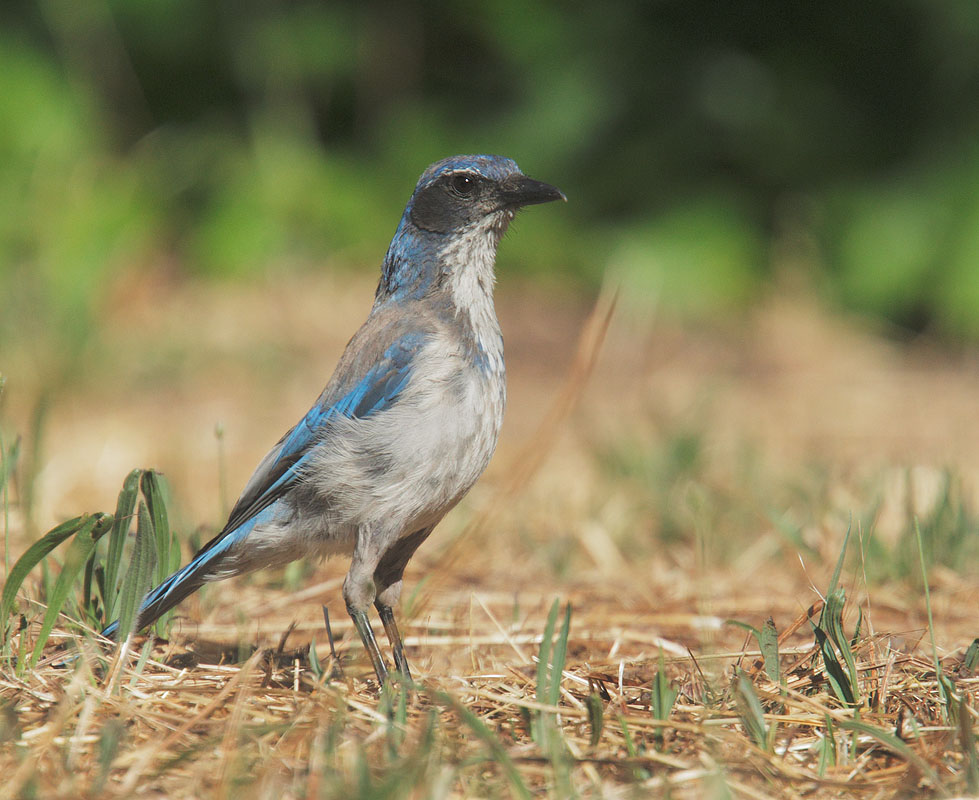 Western Scrub-Jay, juvenile, 7/4/10, Frenchman's Park, Stanford campus