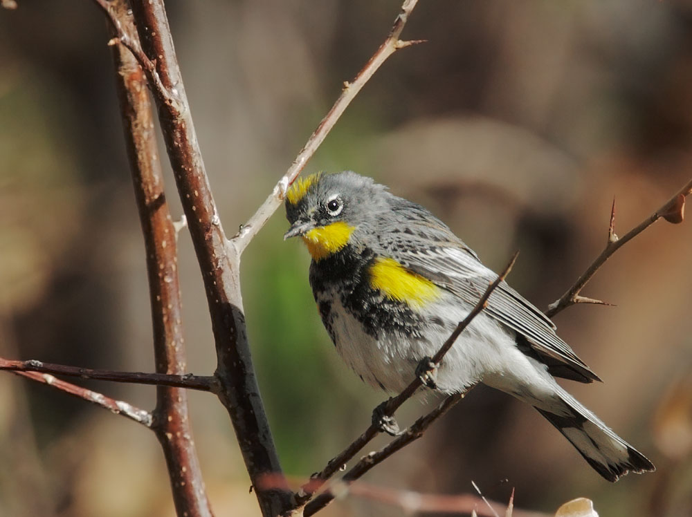 Yellow-rumped Warbler, Audubon's,