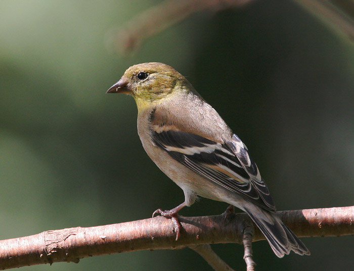 American Goldfinch, beginning molt from winter, 3/6/05, my back yard, Stanford campus
