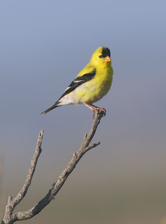 American Goldfinch, male, 5/22/05, Salinas State Beach, Monterey Co