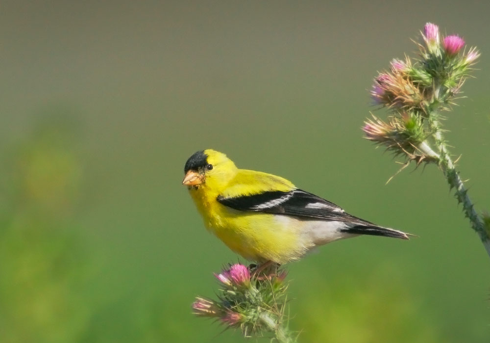 American Goldfinch, 5/5/25/06, Moss Landing, Monterey Co