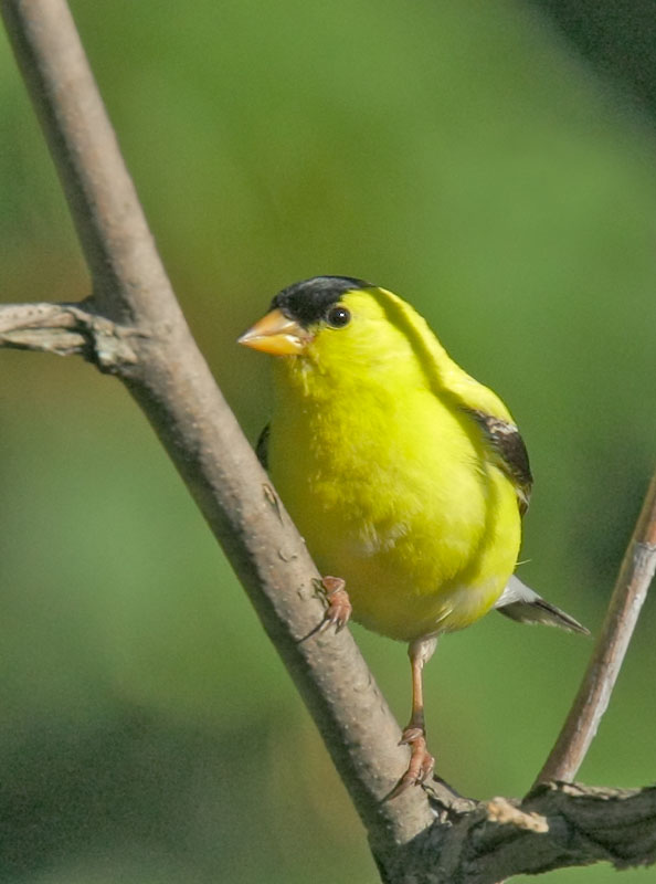 American Goldfinch, male, 8/15/08, Stratford, Ontario