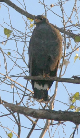 Great Black Hawk, 1/11/05, El Fuerte River, Sinaloa, Mexico