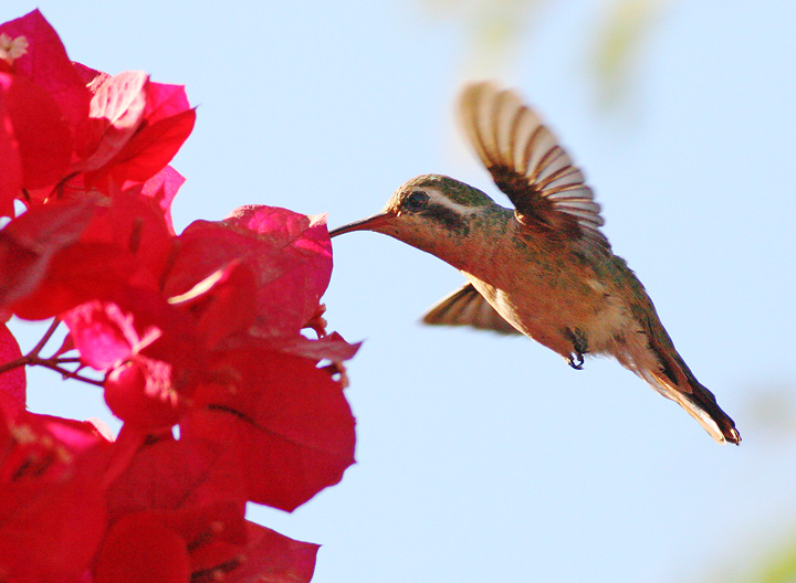 Xantus's Hummingbird, female, 12/21/05, Todos Santos, BCS