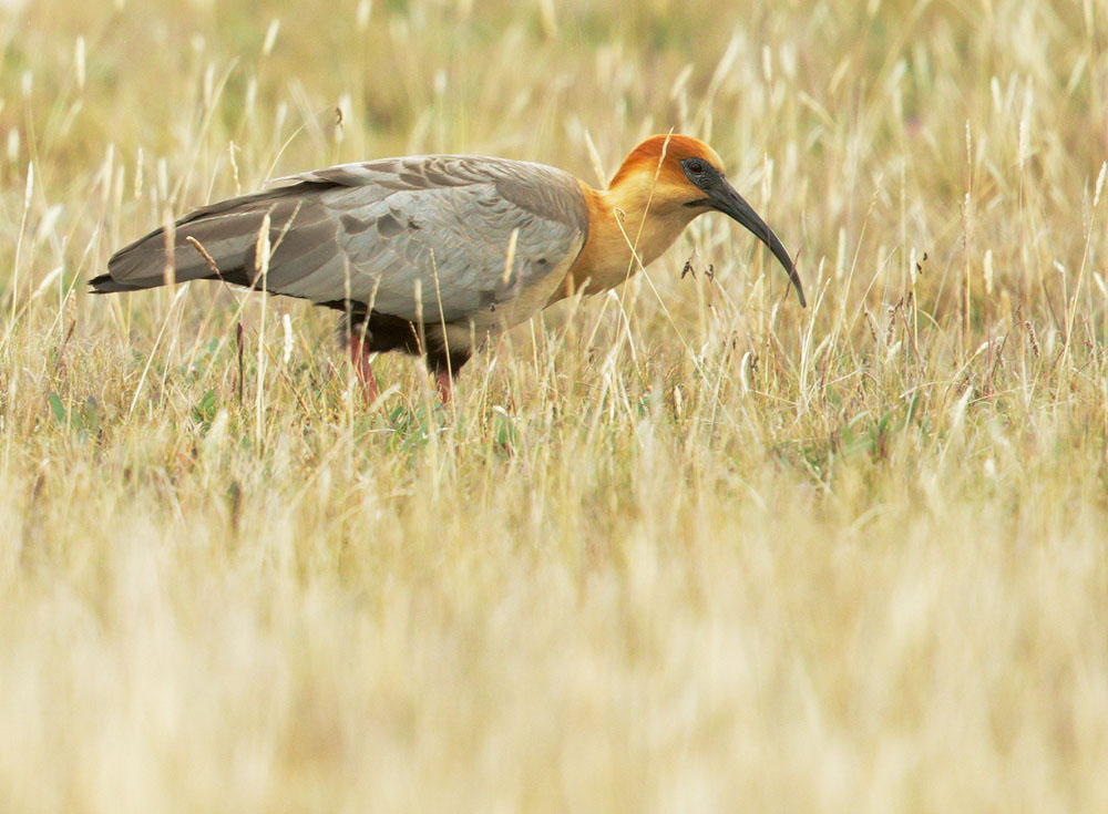 Black-faced Ibis