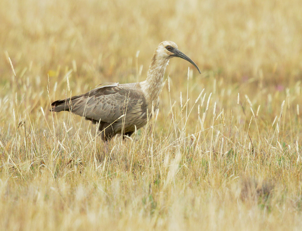 Black-faced Ibis