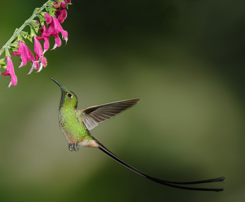 Black-tailed Trainbearer