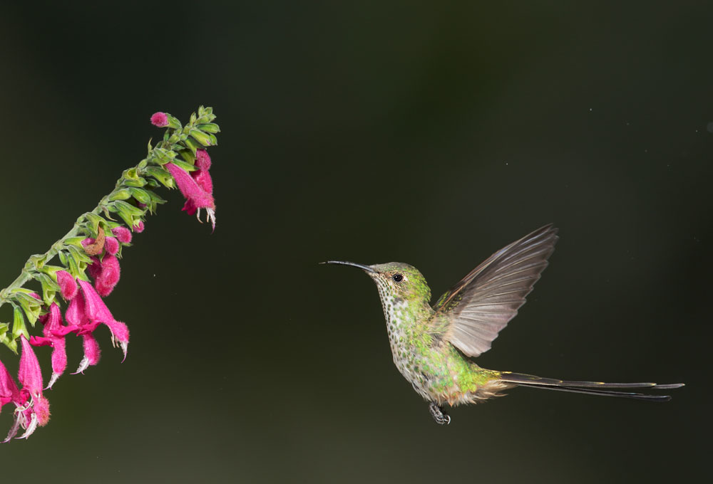 Black-tailed Trainbearer