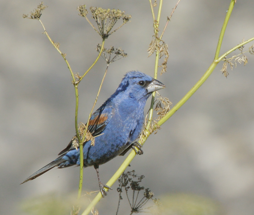 Blue Grosbeak, male, 7/20/07, Pajaro River at 101