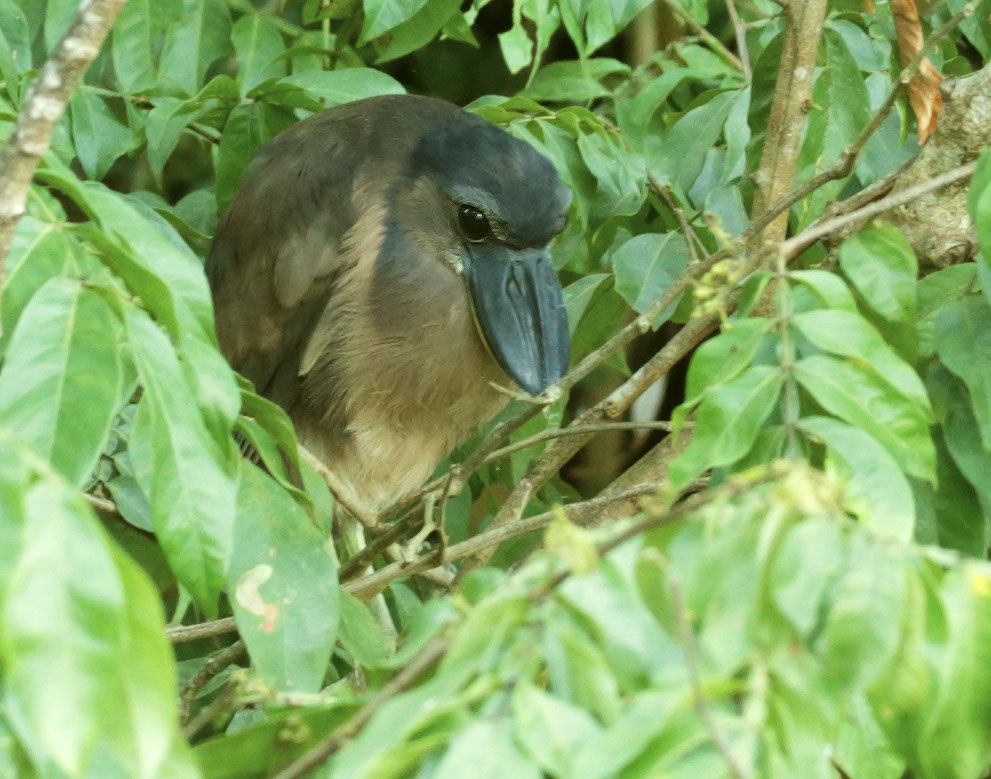 Boat-billed Heron