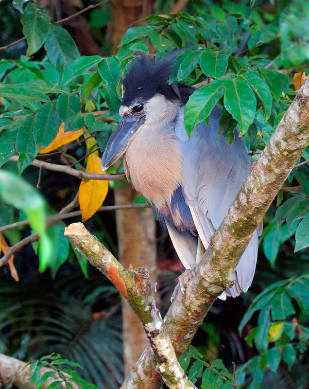 Boat-billed Heron