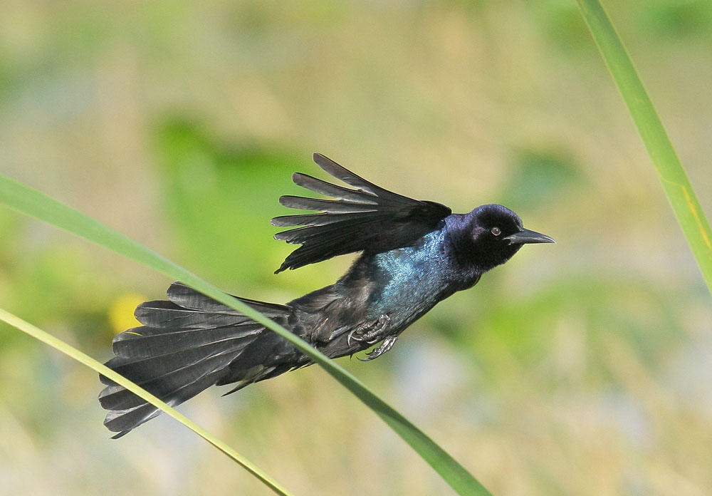 Boat-tailed Grackle