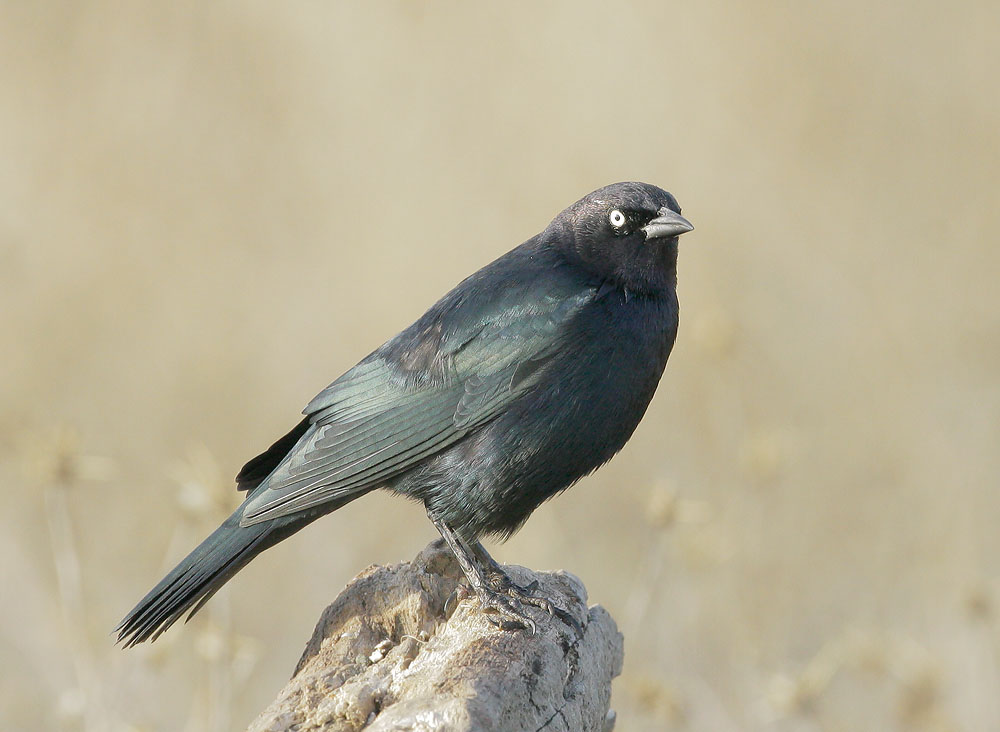 Brewer's Blackbird, male, 11/17/07, Calero Reservoir