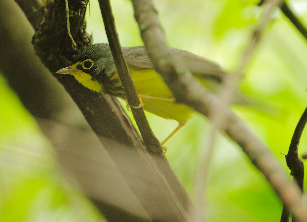 Canada Warbler