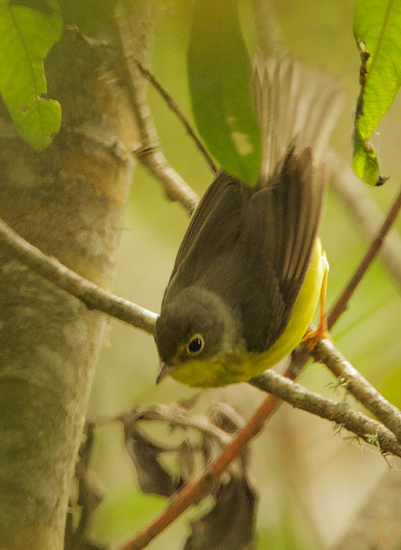 Canada Warbler