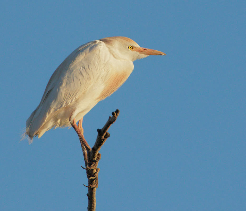 Cattle Egret